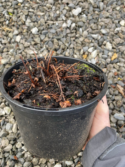 Astilbe Pumila - Champion Plants