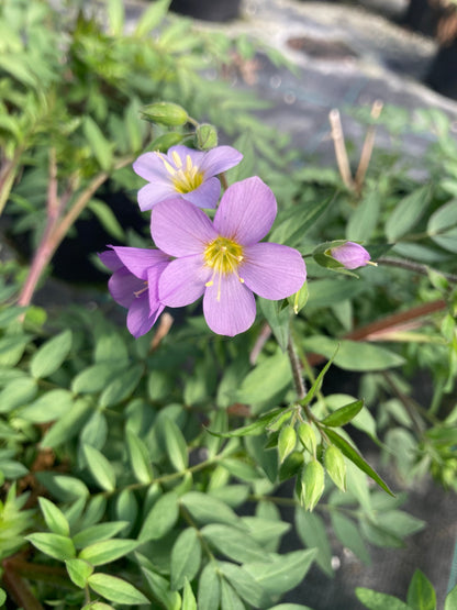 Polemonium 'Lambrook Mauve' - Champion Plants