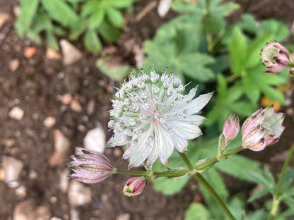 Astrantia major Margery Fish (Shaggy) - Champion Plants