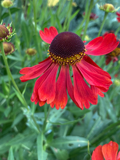 Helenium 'Moerheim Beauty' - AGM - Champion Plants