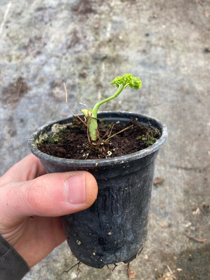 Thalictrum delavayi Album - Champion Plants