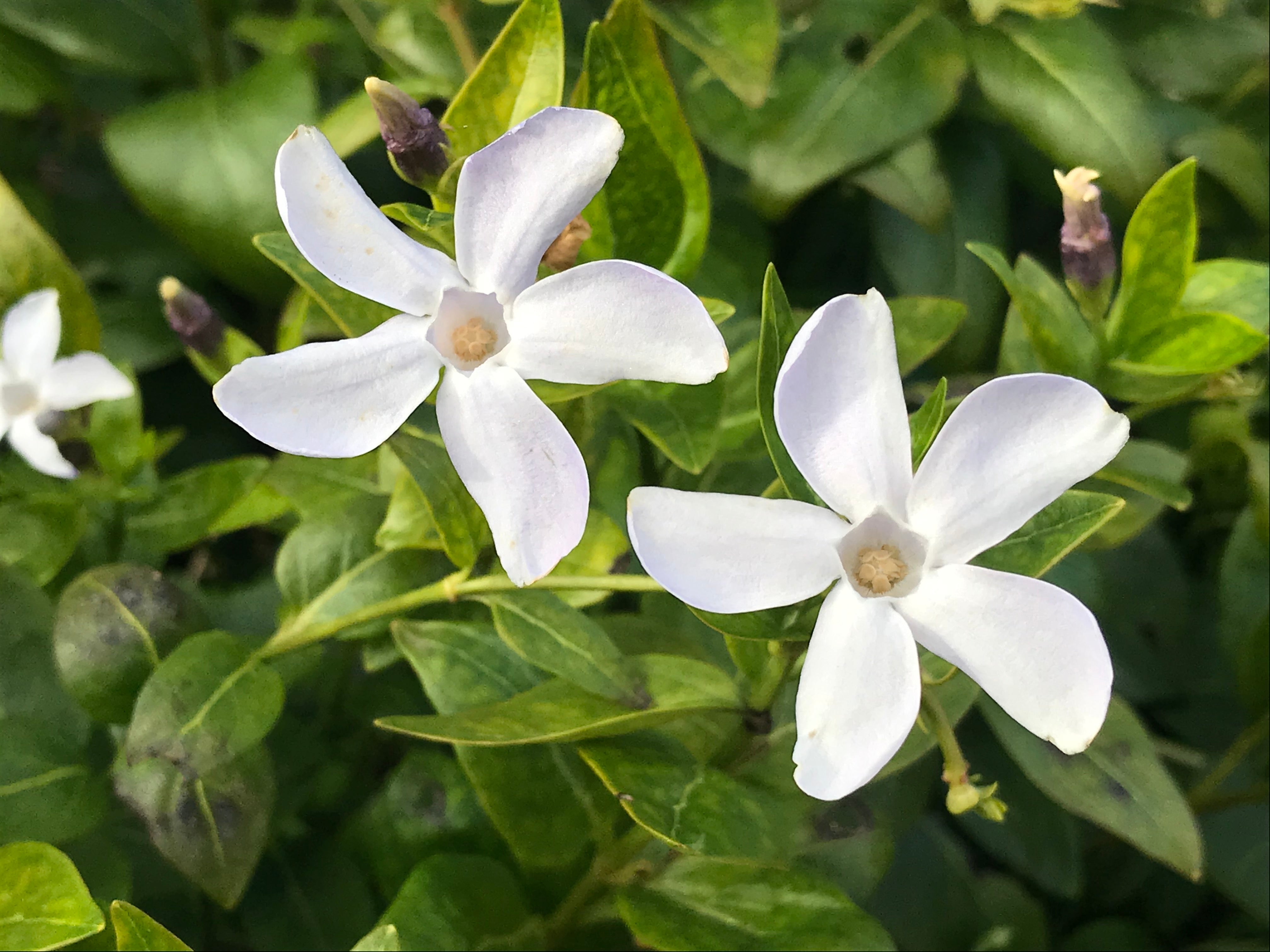 BUY Vinca difformis - UK Nursery, Mail Order Plants Online – Champion ...