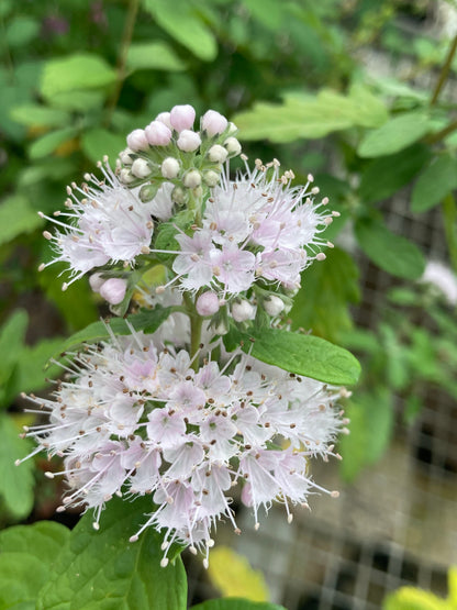 Caryopteris x clandonensis Katie - Champion Plants