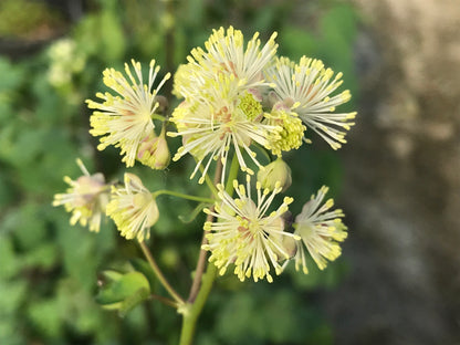 Thalictrum delavayi Album - Champion Plants