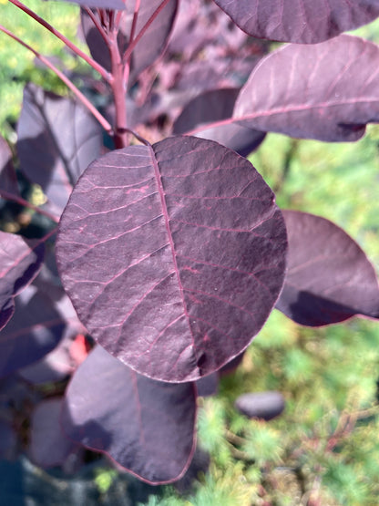 Cotinus Dusky Maiden - Champion Plants