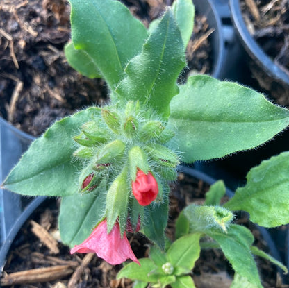 Pulmonaria Bowles Red - Champion Plants