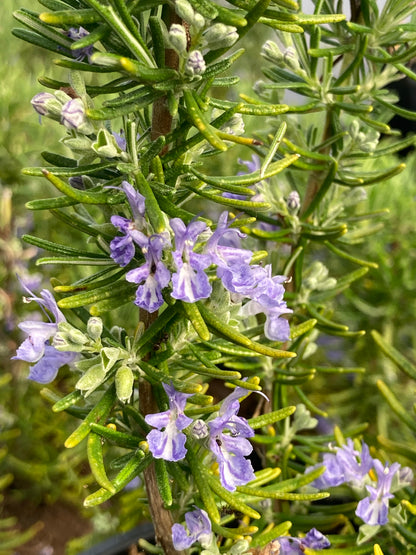 Rosmarinus officinalis Green Ginger - AGM - Champion Plants