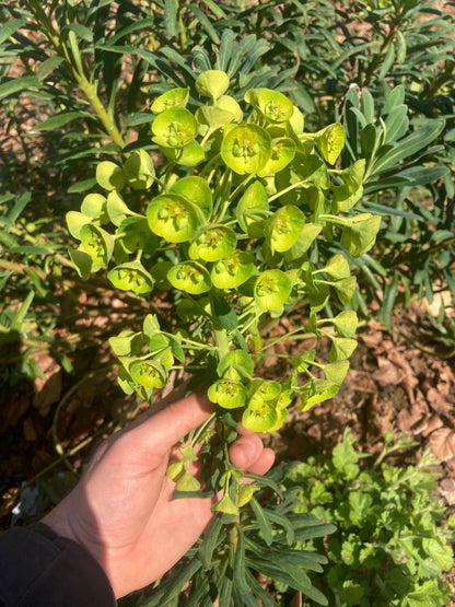 Euphorbia characias subsp. Margery Fish (Lambrook Gold) - Champion Plants