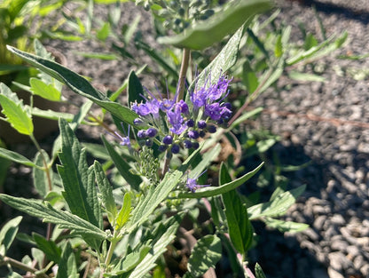 Caryopteris x cland. Dark Knight - Champion Plants