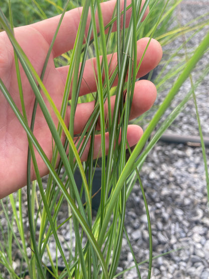 Miscanthus Kleine Fontane - AGM - Champion Plants