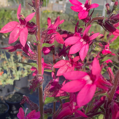 Lobelia Pink Elephant - Champion Plants