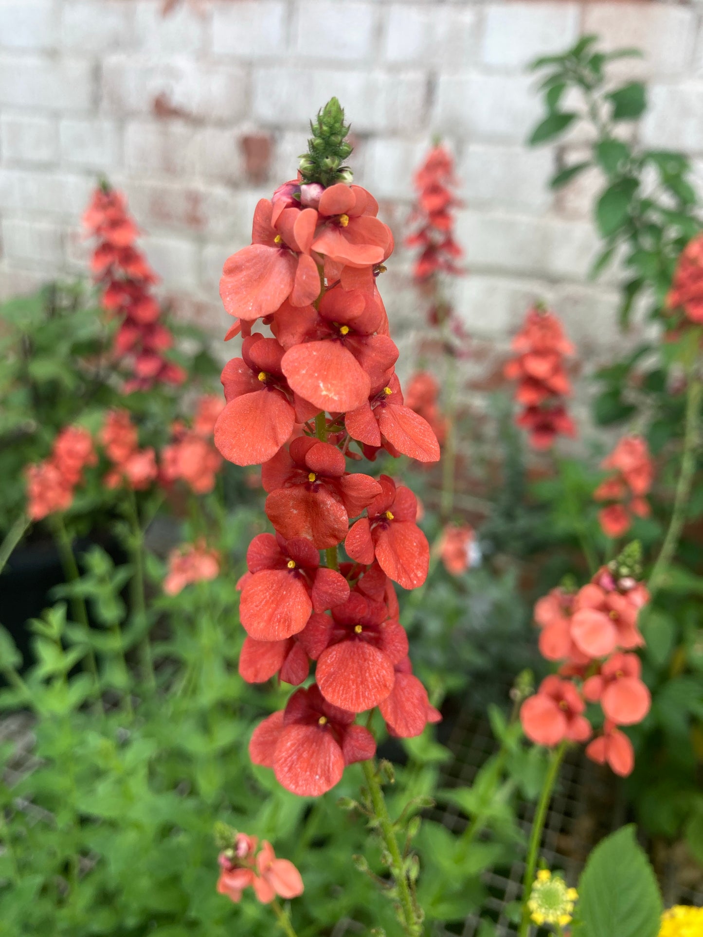 Diascia personata Coral Spires - Champion Plants