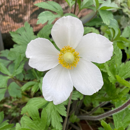 Anemone sylvestris Madonna - Champion Plants