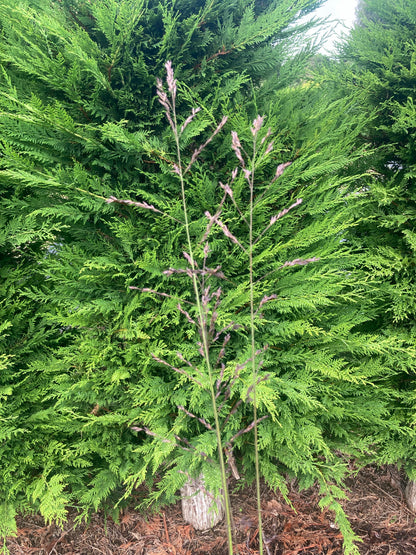 MOLINIA caerulea ssp. arundinacea Karl Foerster - Champion Plants