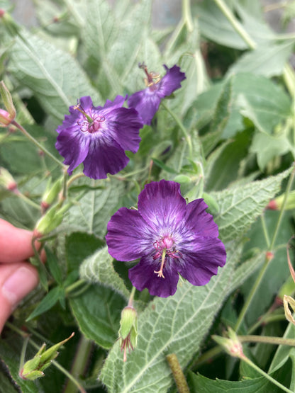 Geranium phaeum Lily Lovell - Champion Plants