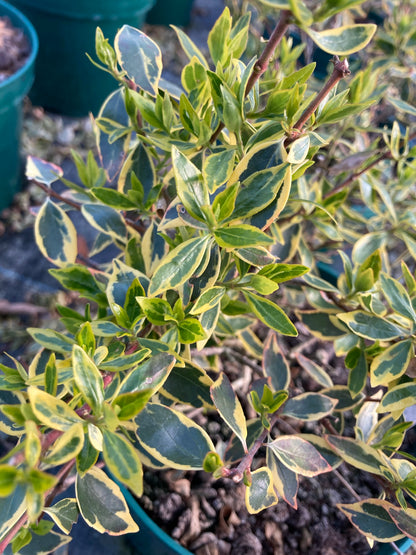 Abelia grandiflora Sunshine Daydream - Champion Plants