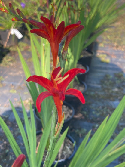 Crocosmia Bressingham Blaze - Champion Plants