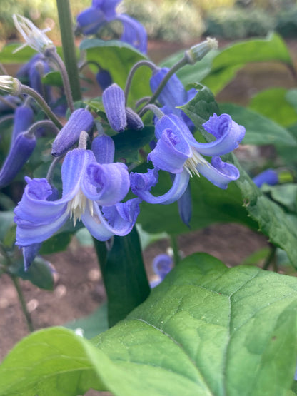 Clematis heracleifolia Cote d'Azur - Champion Plants