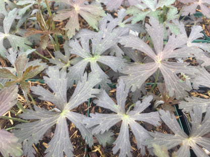 Geranium maculatum 'Espresso' - Champion Plants