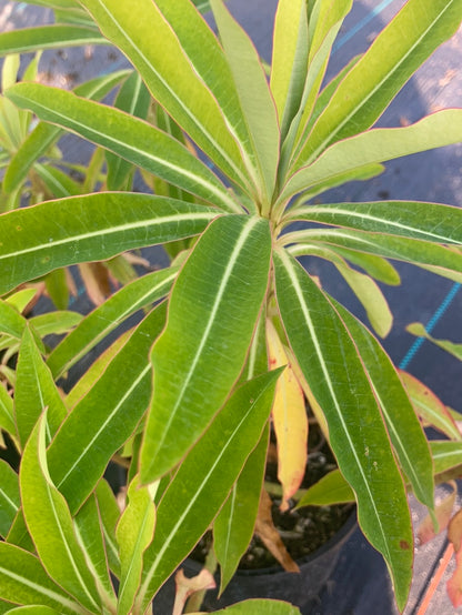 Euphorbia mellifera - AGM - Champion Plants