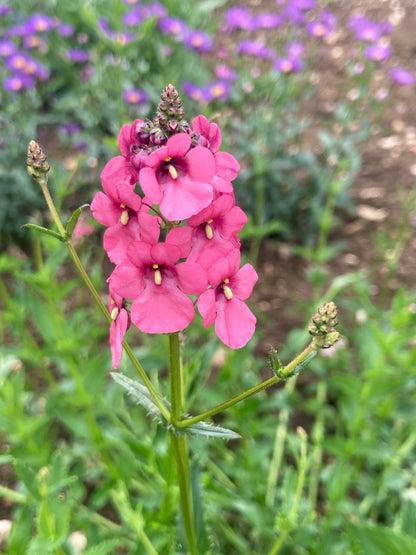 Diascia personata 'Hopley's' - Champion Plants