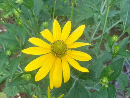 Rudbeckia laciniata Herbstsonne - Champion Plants