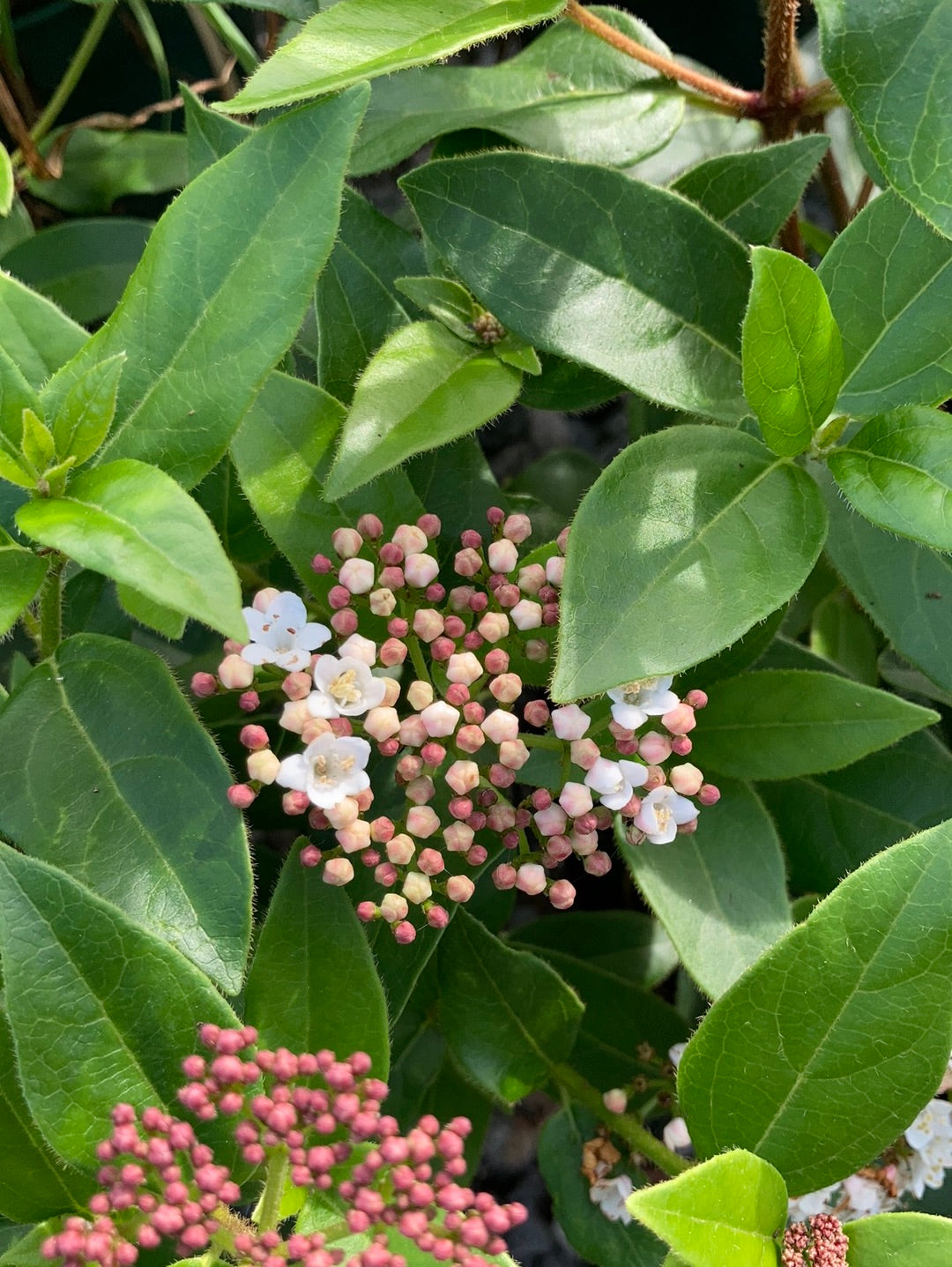 Viburnum tinus - Champion Plants