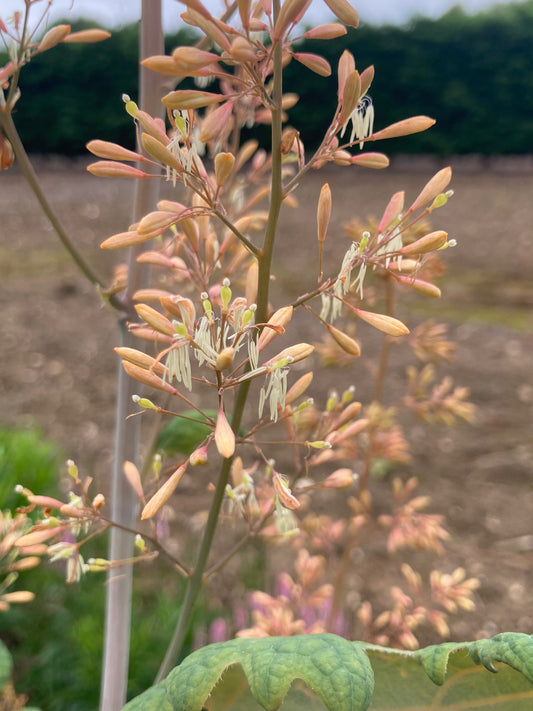 Macleaya microcarpa Kelway's Coral Plume - AGM - Champion Plants