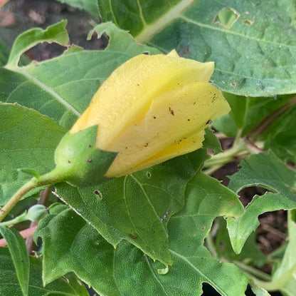 Kirengeshoma palmata - Champion Plants