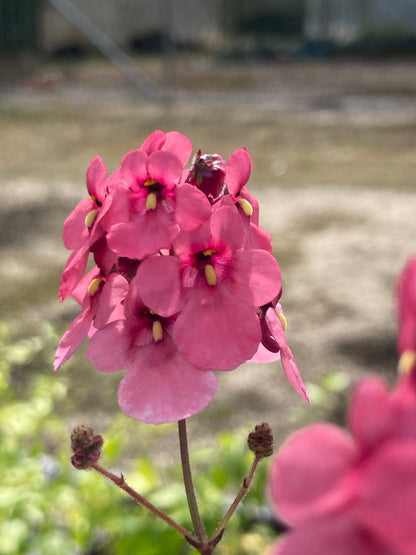 Diascia personata 'Hopley's' - Champion Plants