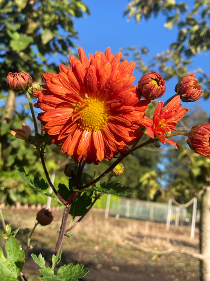 Chrysanthemum Paul Boissier - Champion Plants