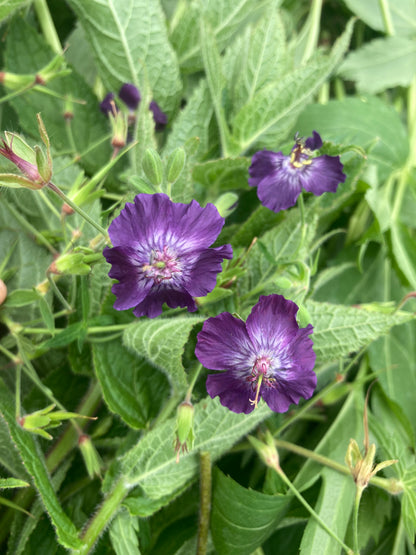 Geranium phaeum Lily Lovell - Champion Plants