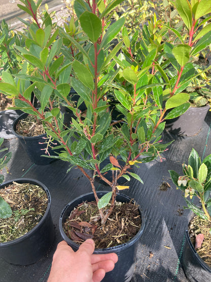 Arbutus unedo - Champion Plants