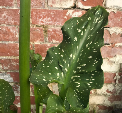 Zantedeschia aethiopica White Giant/Hercules (Arum Lily, Calla Lily) - Champion Plants