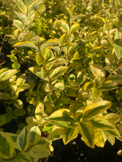 Ligustrum oval. Aureum - Champion Plants