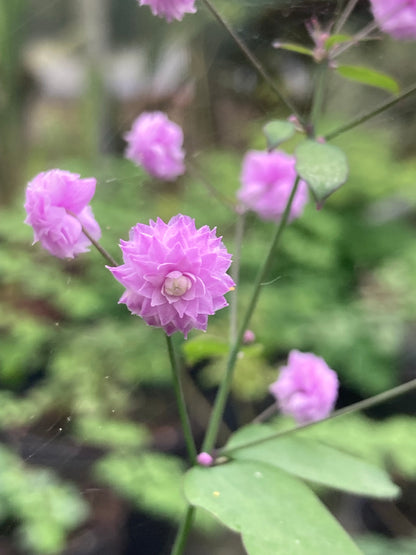 Thalictrum delavayi Hewitt’s Double - Champion Plants