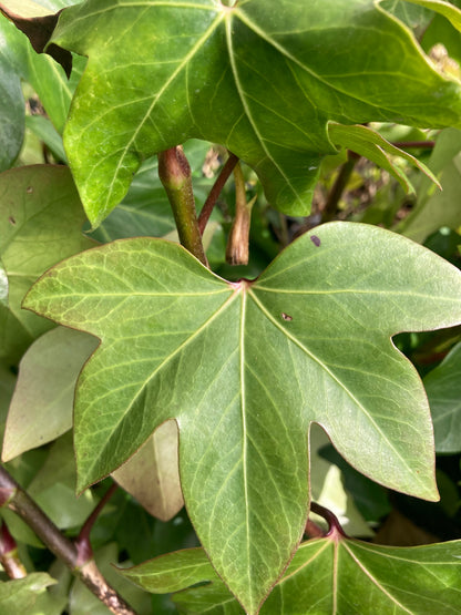 Fatshedera Lizei - AGM - Champion Plants