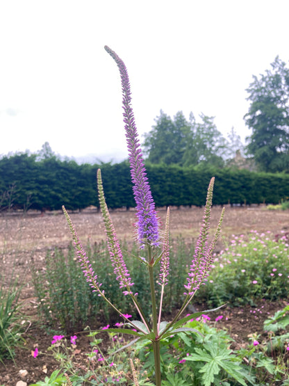 Veronicastrum Fascination - Champion Plants