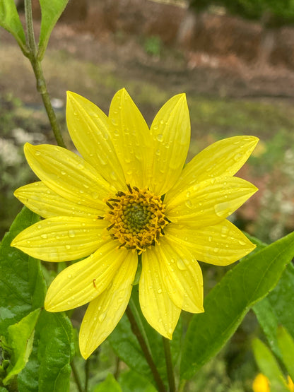 Helianthus Lemon Queen - AGM - Champion Plants