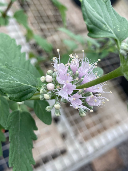 Caryopteris x clandonensis Katie - Champion Plants