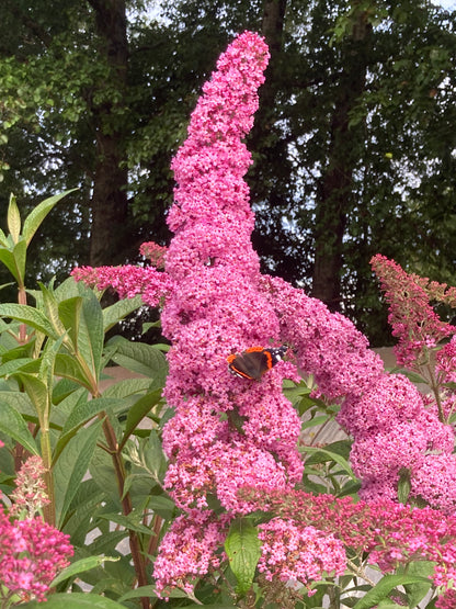 Buddleja (Buddleia) Pink Delight - AGM - Champion Plants