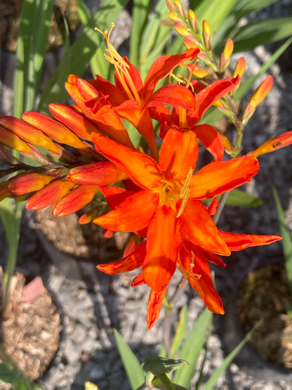 Crocosmia Spitfire - Champion Plants