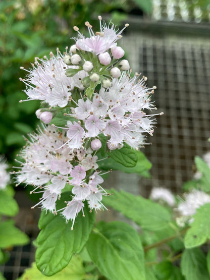 Caryopteris x clandonensis Katie - Champion Plants