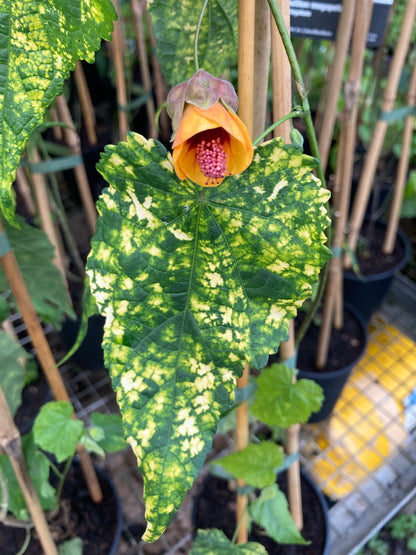 Abutilon x milleri Variegatum - Champion Plants