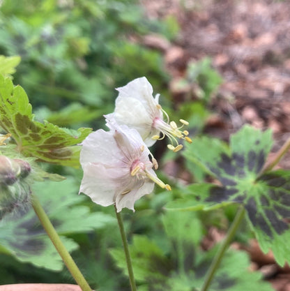 Geranium phaeum Misty Samobor - Champion Plants