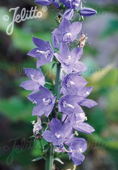 Campanula pyramidalis - Champion Plants