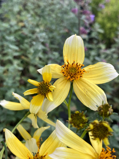 Bidens Hannays Lemon Drop - Champion Plants