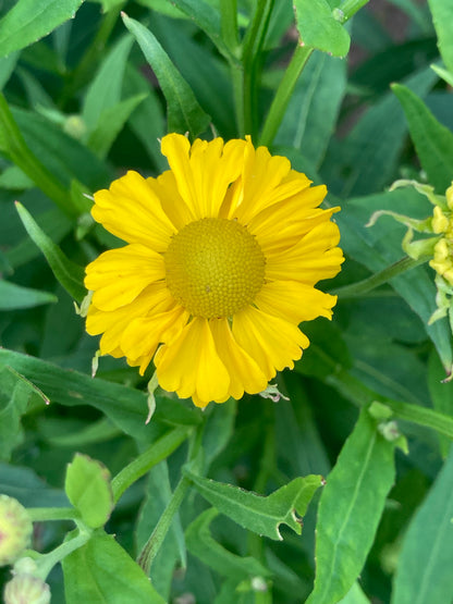 Helenium Helena Gold - Champion Plants