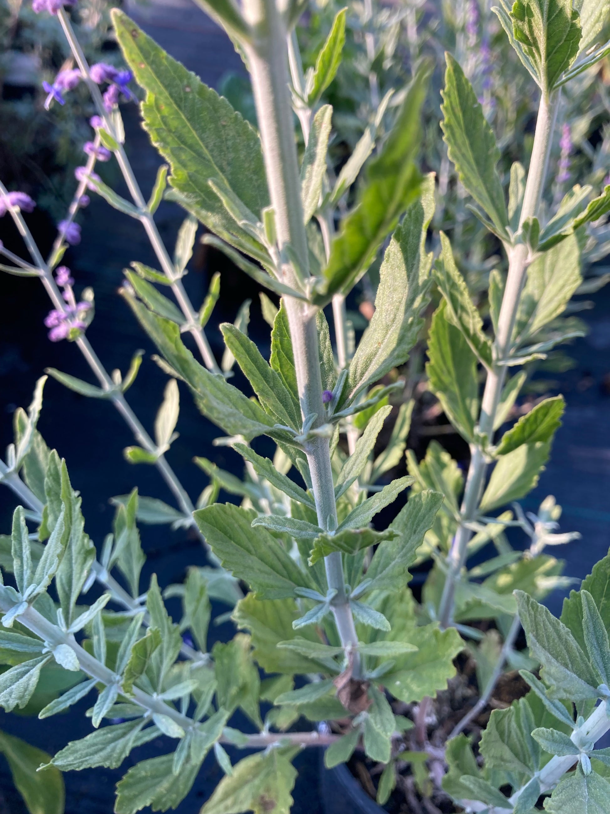 Perovskia Little Spire - Champion Plants