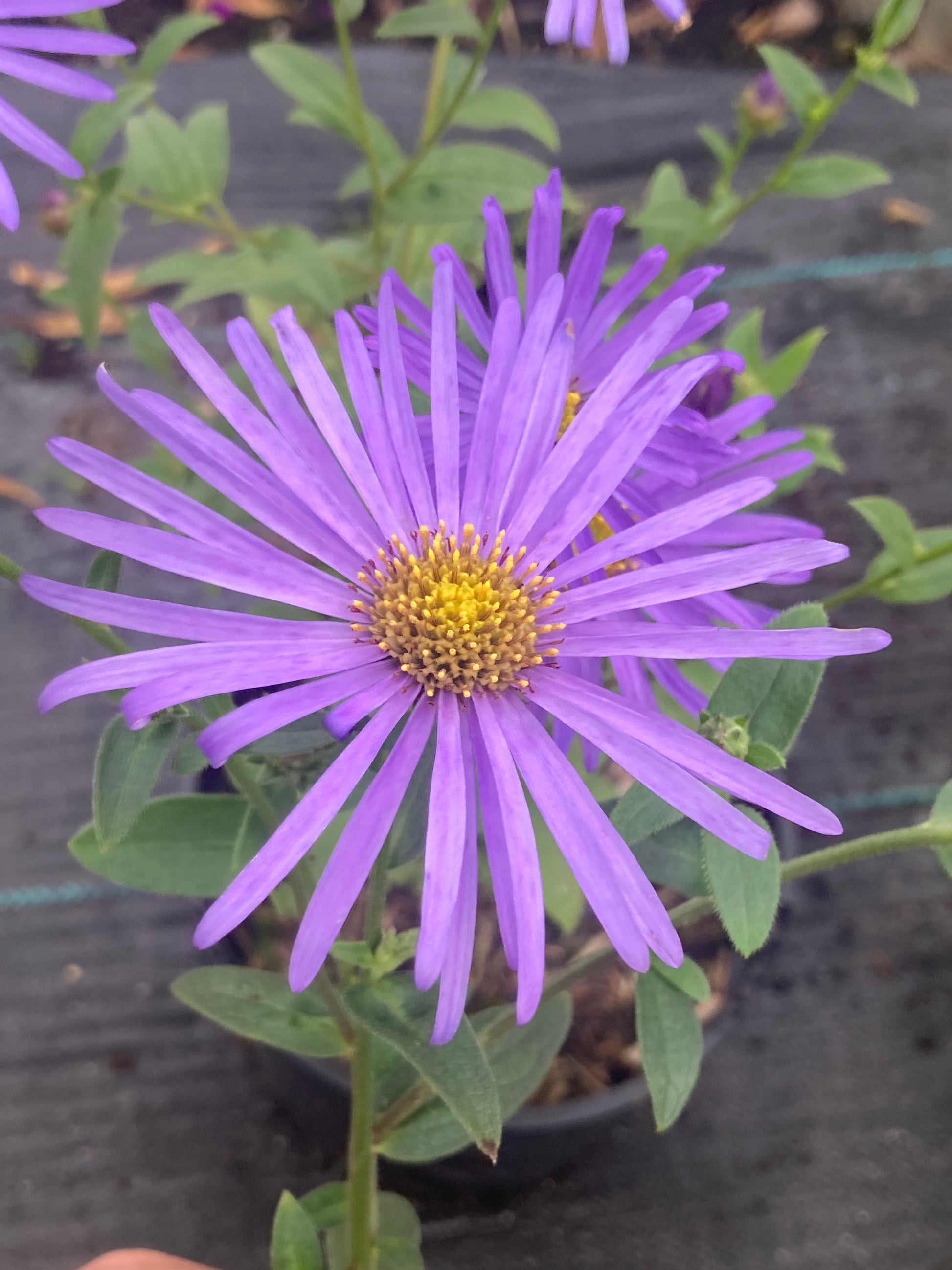 Aster x frikartii Monch - AGM - Champion Plants